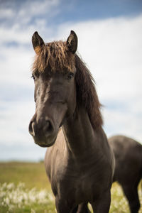 Horse standing on field against sky