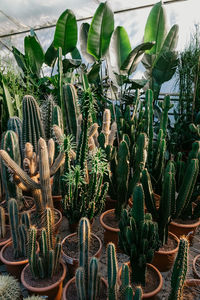 Close-up of succulent plants in greenhouse