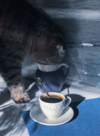 Scottish fold cat tasting and trying with nose my morning coffee and small jug milk