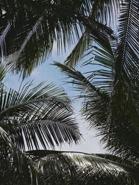 Low angle view of palm trees against sky