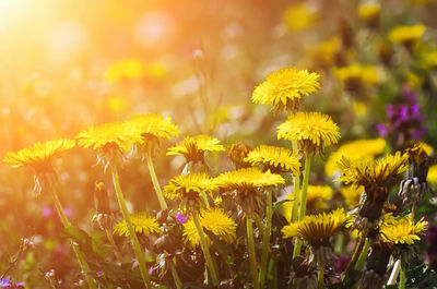 Close-up of yellow flowering plant on field
