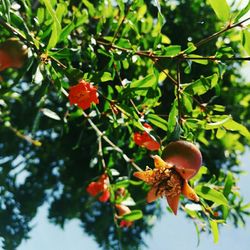 Close-up of red berries on plant