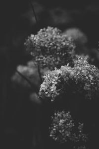 Close-up of flowers against blurred background