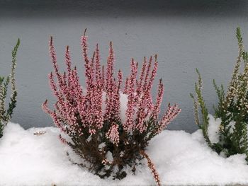 Close-up of plants during winter