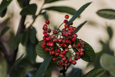 Close-up of red berries growing on tree