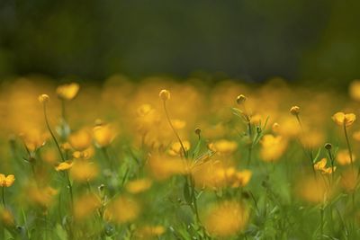 Close-up of yellow flowering plants on field