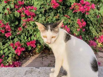 Cat looking away