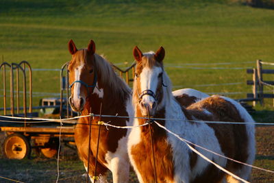 Horses in ranch