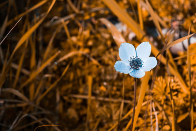 Close-up of white flowering plant on field