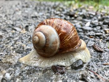 Close-up of snail