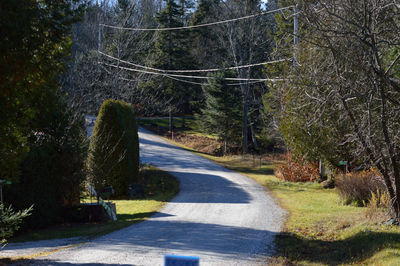 Road passing through forest