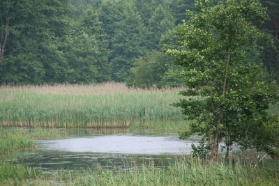 Scenic view of lake in forest