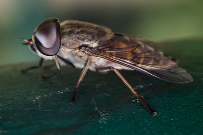 Close-up of fly