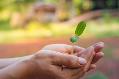 Close-up of hand holding green leaf