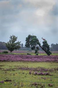 Scenic view of field against sky