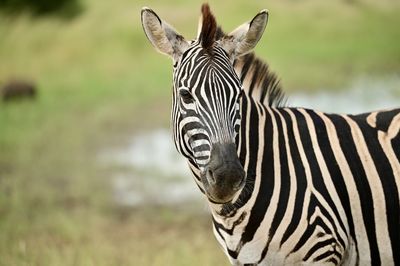 animal