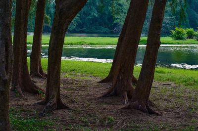 Trees on field in forest