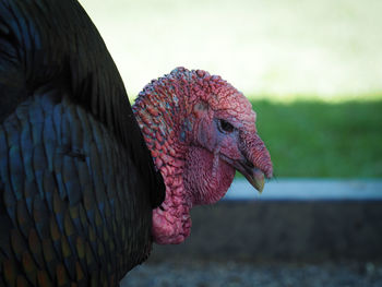 Close-up of bird against blurred background