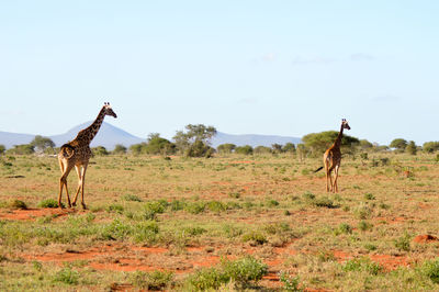 Giraffe on field against sky