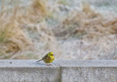 Close-up of bird perching on retaining wall