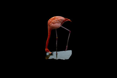 Close-up of bird over black background