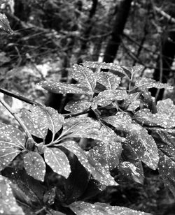 Close-up of water drops on leaves