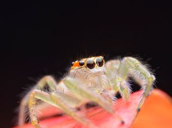 Close-up of spider on black background