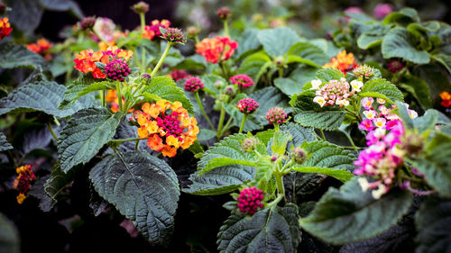 Close-up of flowering plants