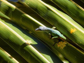 Close-up of caterpillar on leaf