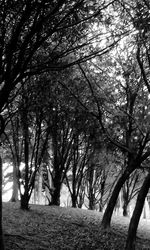 Trees on landscape against sky