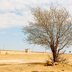 Bare tree on field against sky