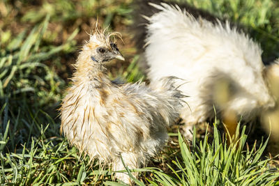 Close-up of bird on grassy field