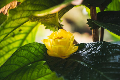 Close-up of yellow flowering plant