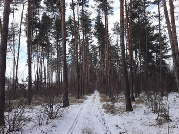 Forest winter road in a the village