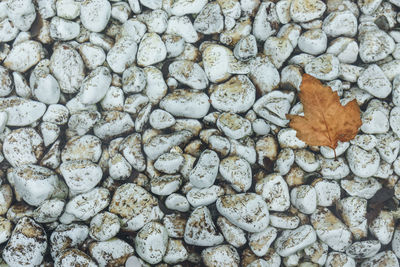 White pebbles are stained with silt on the bottom of the pool. a autumn leaf floats on the water.