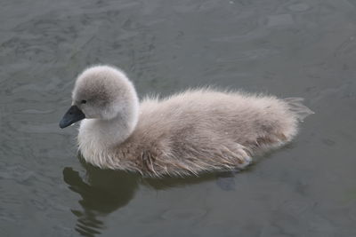 Swan swimming in lake