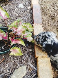 High angle view of a dog