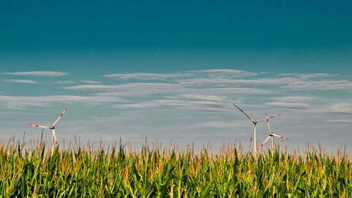 Plants growing on field against sky