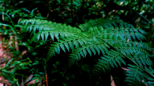 Close-up of ferns