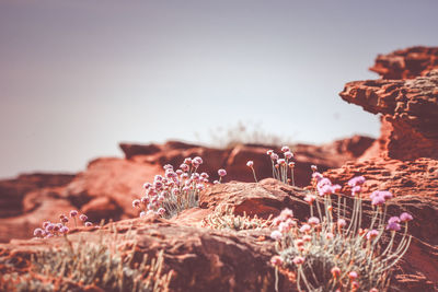 Flowers on a cliff