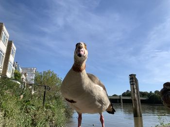 Low angle view of bird on wooden post against sky