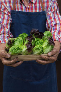 Senior man, farmer, worker holding in hands harvest of organic fresh lettuce.