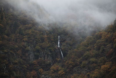 Scenic view of forest