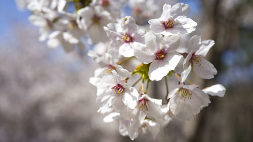 Close-up of white cherry blossoms