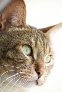 Close-up portrait of cat