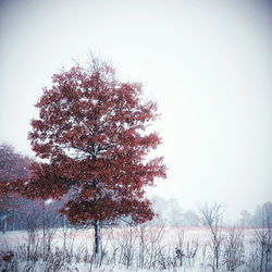 Tree on snow covered field against clear sky