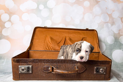 Close-up of dog in suitcase