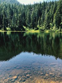 Scenic view of lake in forest