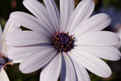 Close-up of white flower growing outdoors