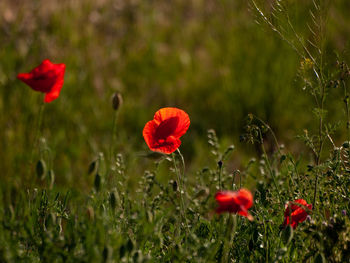 Close-up of red poppy flowers on field